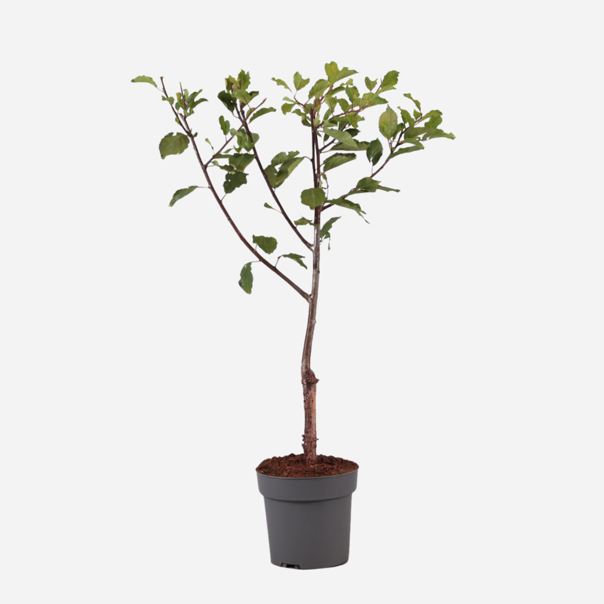 Prunus Domestica ‘Opal’ – Pruimenboom