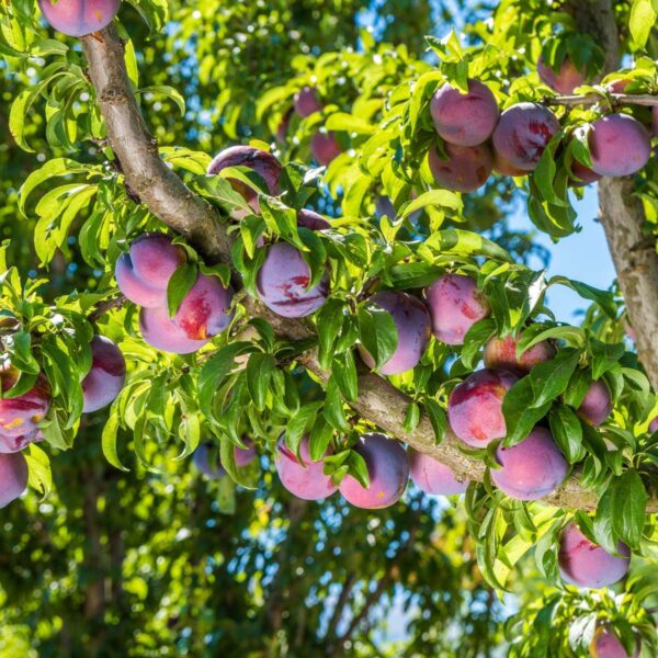 Prunus Domestica 'Opal' - Pruimenboom – Image 2