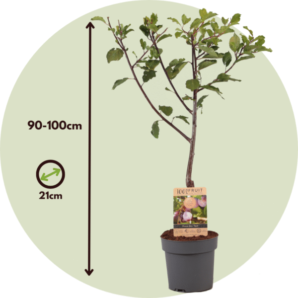Prunus Domestica 'Opal' - Pruimenboom – Image 3