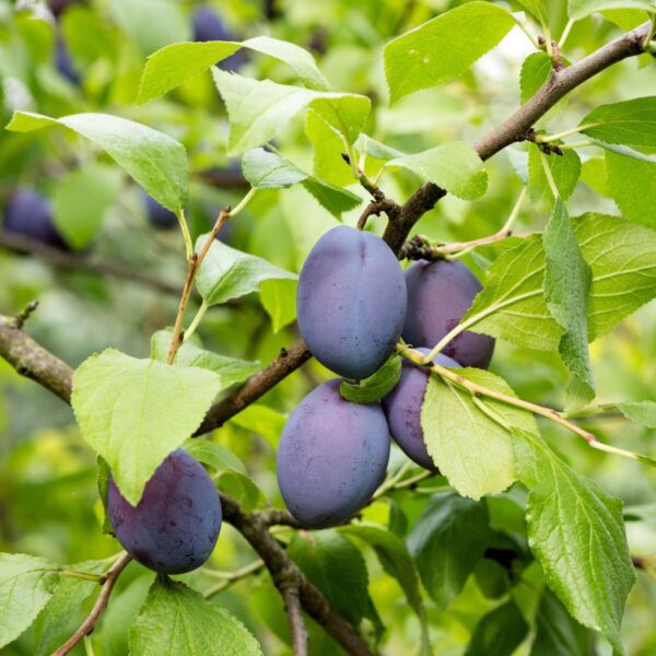 Prunus Domestica 'Opal' - Pruimenboom – Image 5
