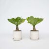 Brighamia Insignis 'Hawaii' - Set de 2