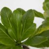 Brighamia Insignis 'Hawaii' - Set de 2 – Image 4
