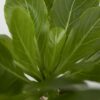 Brighamia Insignis 'Hawaii' - Set de 2 – Image 5