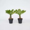Brighamia Insignis 'Hawaii' - Set de 2 – Image 6