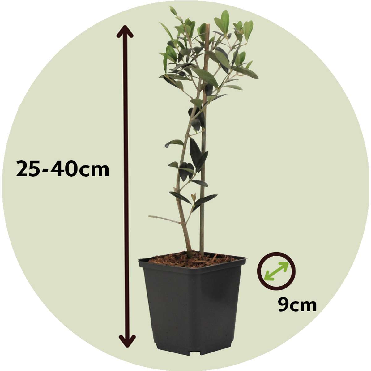 Olea Europaea - 2 Pièces - Olivier – Image 3