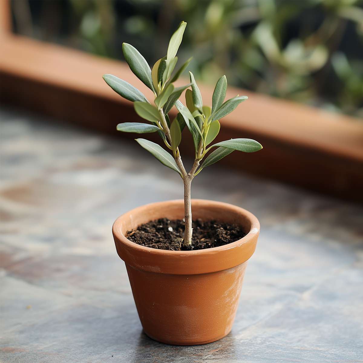 Olea Europaea - 2 Pièces - Olivier – Image 8