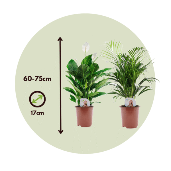 Areca & Spathiphyllum - Mix Van 2 – Image 2