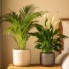 Areca & Spathiphyllum - Mix Van 2 – Image 4