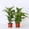 Areca & Spathiphyllum - Mix Van 2 – Image 6