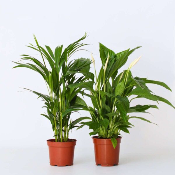 Areca & Spathiphyllum - Mix Van 2 – Image 6