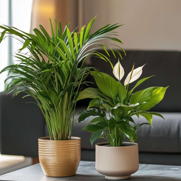 Areca & Spathiphyllum - Mix Van 2 – Image 7