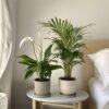 Areca & Spathiphyllum - Mix Van 2 – Image 8