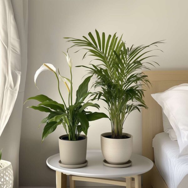 Areca & Spathiphyllum - Mix Van 2 – Image 8