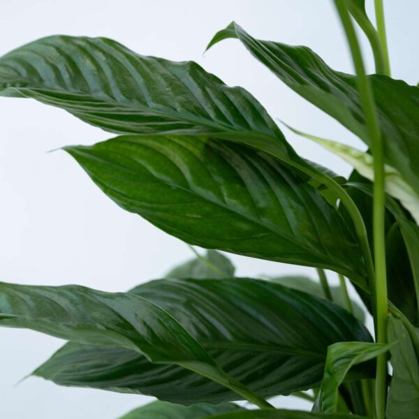 Areca & Spathiphyllum - Mix Van 2 – Image 9
