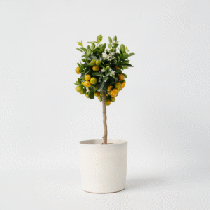 Citrus Calamondin - Citrusboom