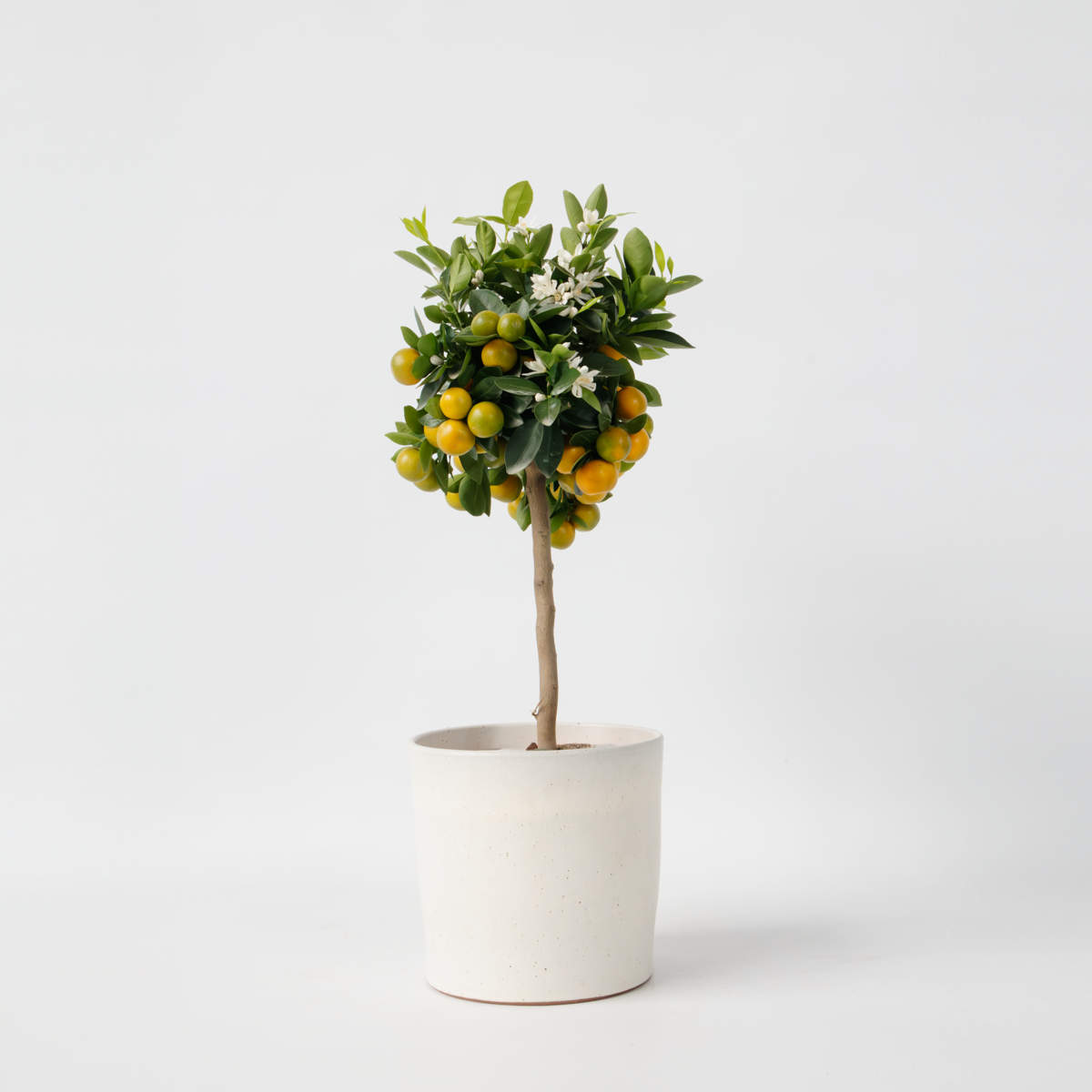 Citrus Calamondin – Citrusboom