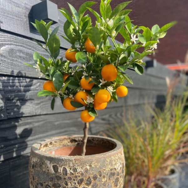 Citrus Calamondin - Citrusboom – Image 5