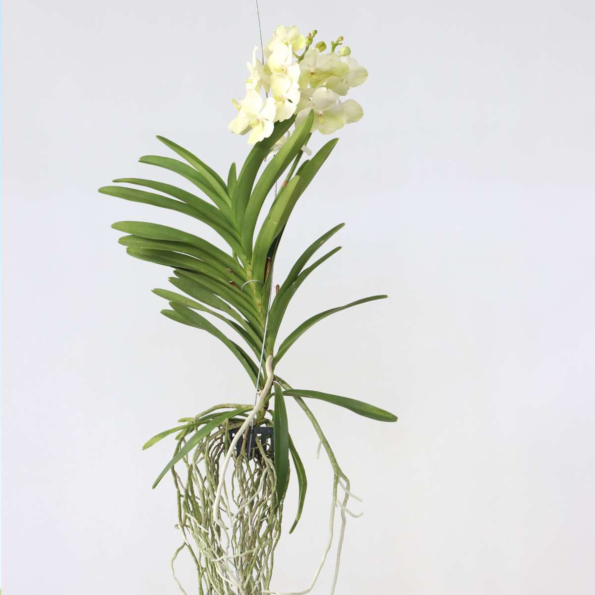 Vanda ‘Tayanee White’ – Blanc
