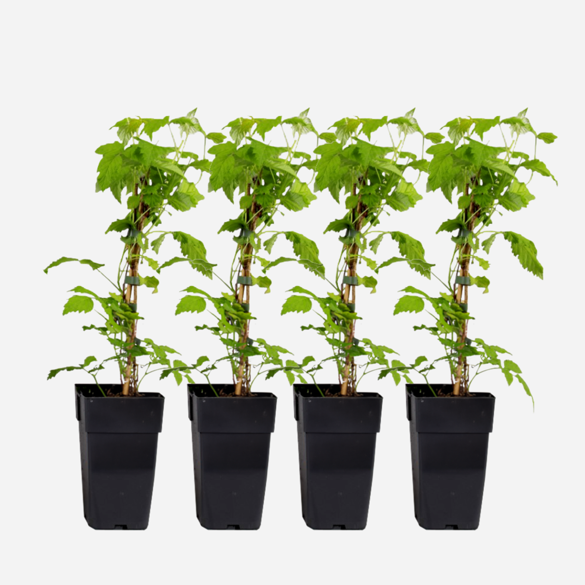 Rubus Idaeus ‘Malling Promise’ – Set Van 4 – Framboos