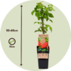 Rubus Idaeus 'Malling Promise' - Set Van 4 - Framboos – Image 3
