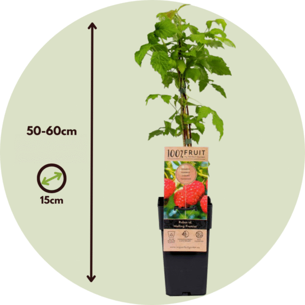 Rubus Idaeus 'Malling Promise' - Set Van 4 - Framboos – Image 3