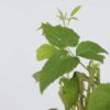 Rubus Idaeus 'Malling Promise' - Set Van 4 - Framboos – Image 4