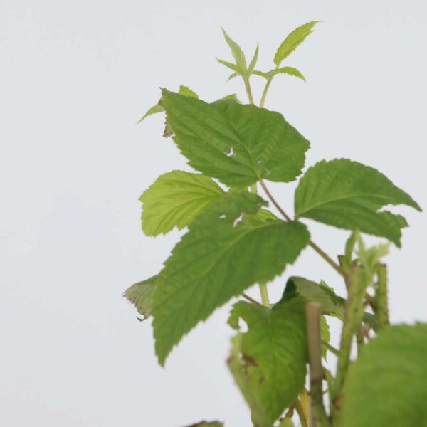 Rubus Idaeus 'Malling Promise' - Set Van 4 - Framboos – Image 4