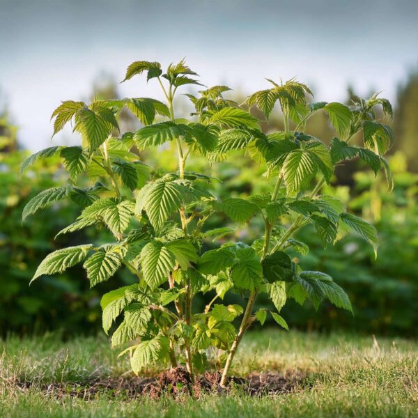 Rubus Idaeus 'Malling Promise' - Set Van 4 - Framboos – Image 5