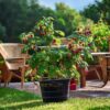 Rubus Idaeus 'Malling Promise' - Set Van 4 - Framboos – Image 7