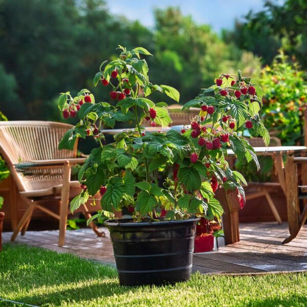 Rubus Idaeus 'Malling Promise' - Set Van 4 - Framboos – Image 7