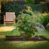 Rubus Idaeus 'Malling Promise' - Set Van 4 - Framboos – Image 8
