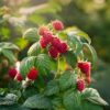 Rubus Idaeus 'Malling Promise' - Set Van 4 - Framboos – Image 9