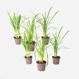 Tulbaghia 'Knobikraut' - Ail sauvage - Set de 6