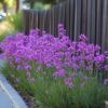 Tulbaghia 'Knobikraut' - Ail sauvage - Set de 6 – Image 8