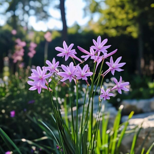 Tulbaghia 'Knobikraut' - Ail sauvage - Set de 6 – Image 9