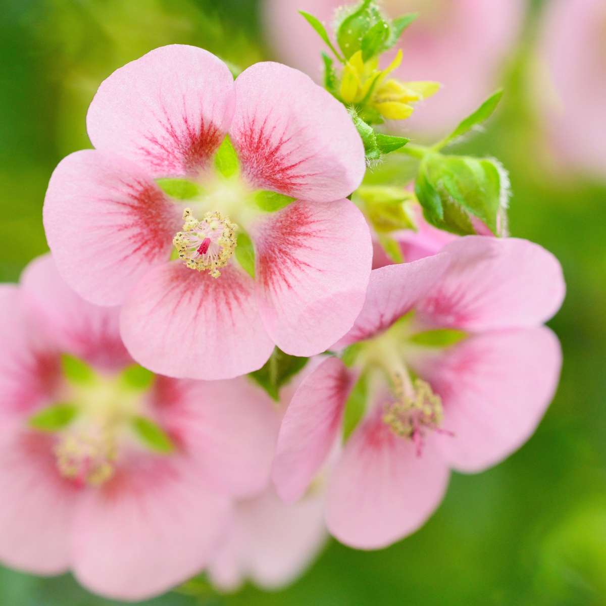 Anisodontea Capensis - Ciboulette - Set de 6 - Rose – Image 4