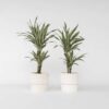 Dracaena Deremensis 'White Stripe' - Set Van 2