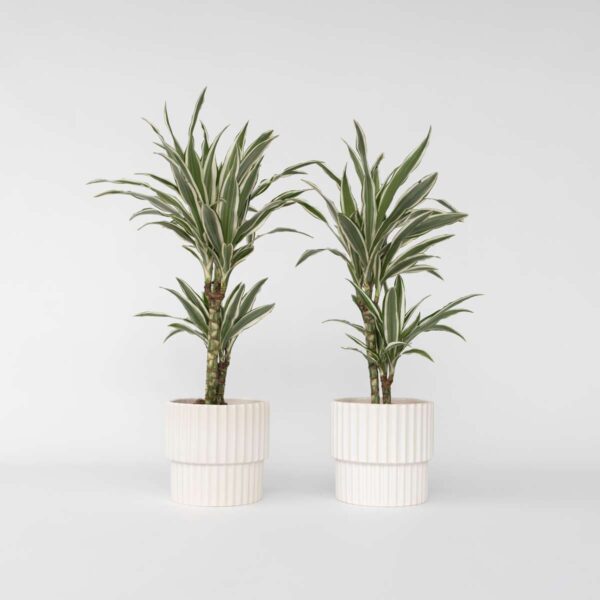 Dracaena Deremensis 'White Stripe' - Set Van 2
