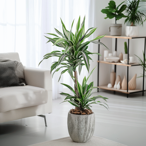 Dracaena Deremensis 'White Stripe' - Set Van 2 – Image 2
