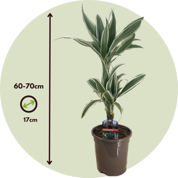 Dracaena Deremensis 'White Stripe' - Set Van 2 – Image 3
