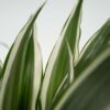 Dracaena Deremensis 'White Stripe' - Set Van 2 – Image 4