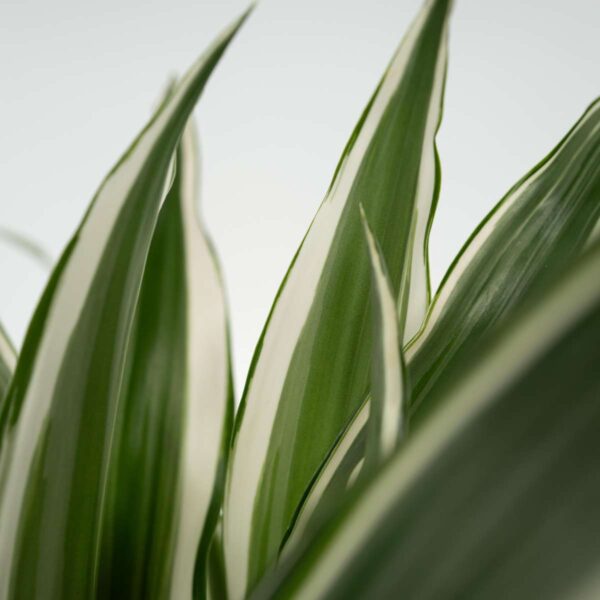 Dracaena Deremensis 'White Stripe' - Set Van 2 – Image 4