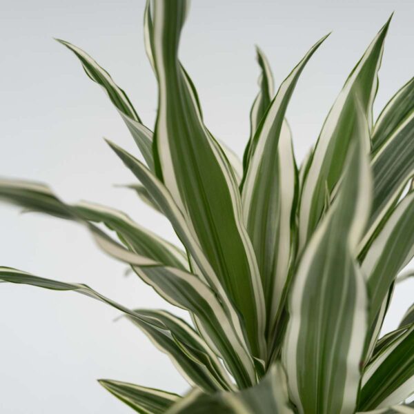 Dracaena Deremensis 'White Stripe' - Set Van 2 – Image 5