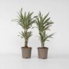 Dracaena Deremensis 'White Stripe' - Set Van 2 – Image 6