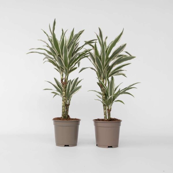 Dracaena Deremensis 'White Stripe' - Set Van 2 – Image 6