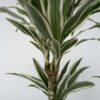 Dracaena Deremensis 'White Stripe' - Set Van 2 – Image 7
