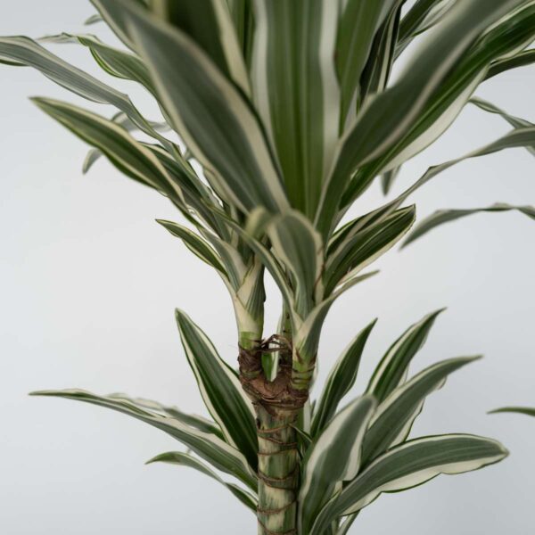 Dracaena Deremensis 'White Stripe' - Set Van 2 – Image 7