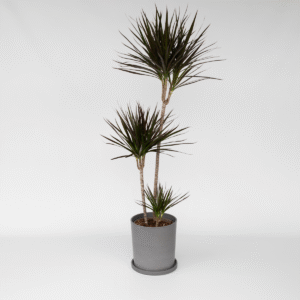 Dracaena Marginata - Xl Drakenbloedboom