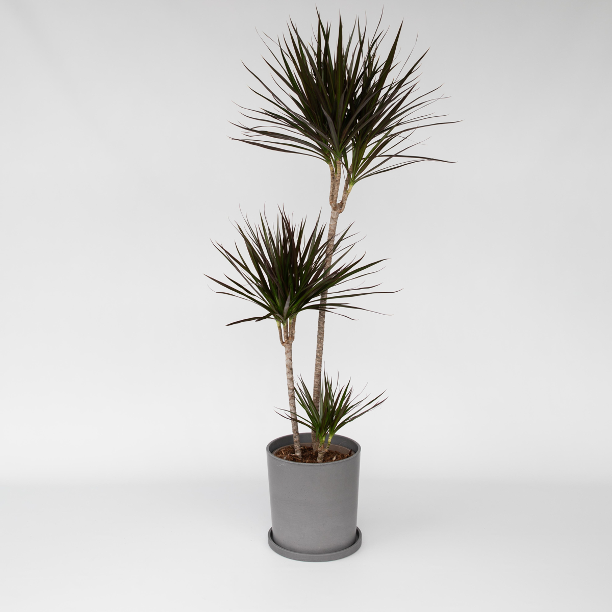 Dracaena Marginata – Xl Drakenbloedboom