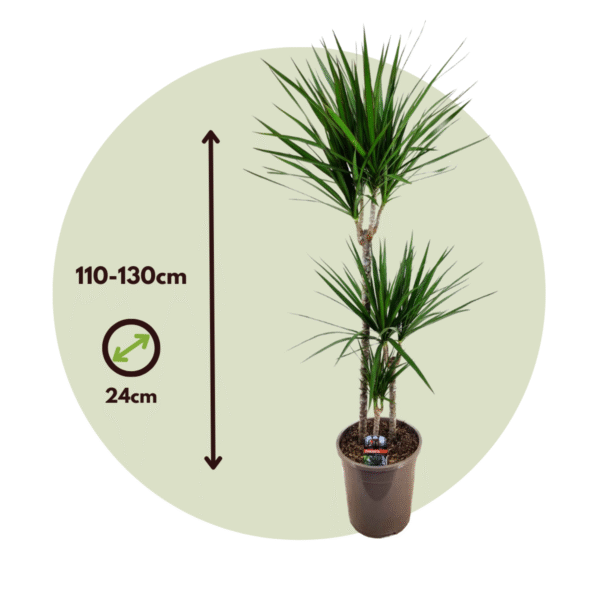 Dracaena Marginata - Xl Drakenbloedboom – Image 3